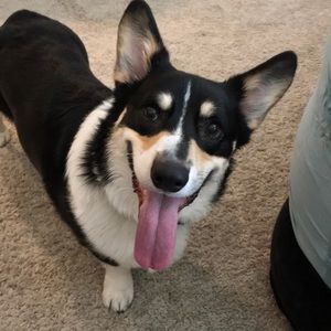 Meet your Posher, Elizabeth